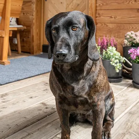Prenner Alm * Haus im Ennstal