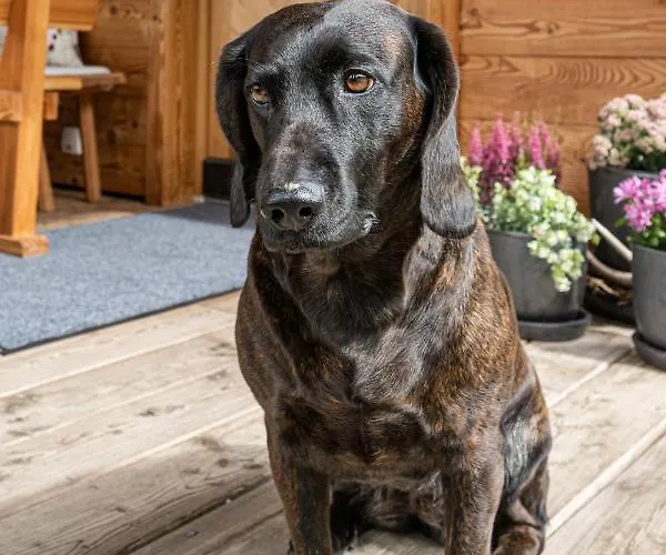 Prenner Alm * هاوس إم إنيستال